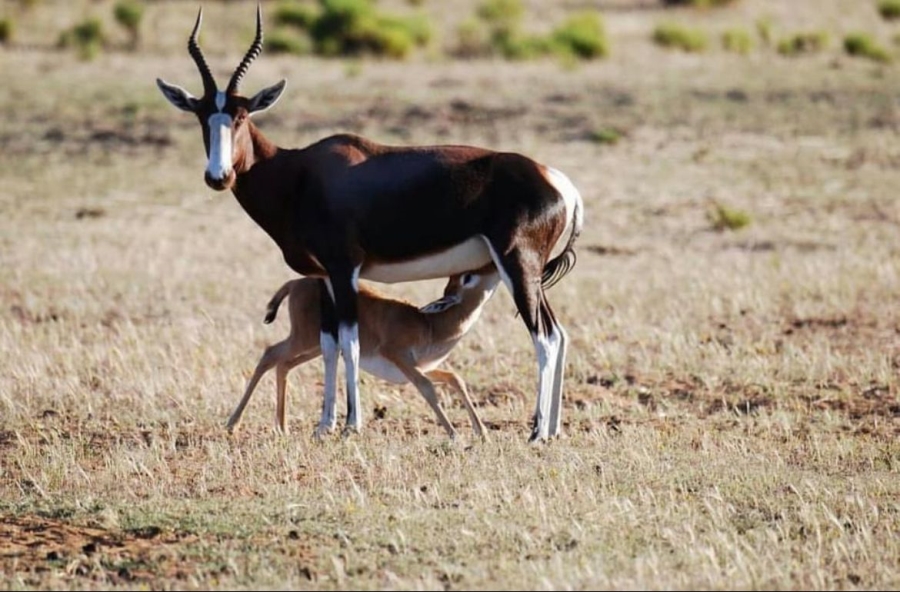 0 Bedroom Property for Sale in Upington Rural Northern Cape